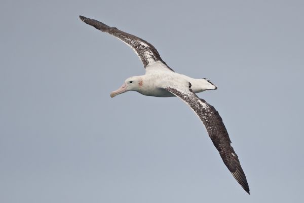 2011-04-02-wandering-albatross-02191FEC822-310E-1BFE-3BB0-661BDD878BDA.jpg