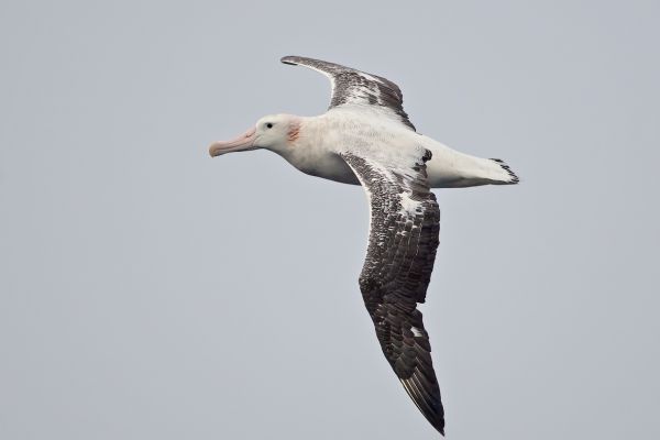 2011-04-02-wandering-albatross-11282E2E6B5-AB71-270F-08A7-3513138E34EB.jpg