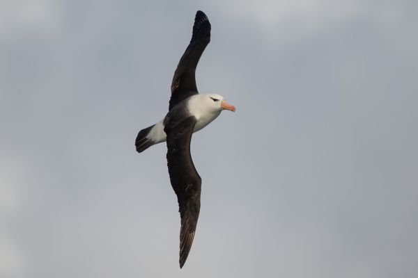 2011-04-03-black-browed-albatross-015803BB894-5859-C2B5-2F7F-F6BD77FA33F4.jpg