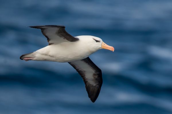 2011-04-03-black-browed-albatross-0284DE97887-9A80-7655-BD0F-65512007674E.jpg