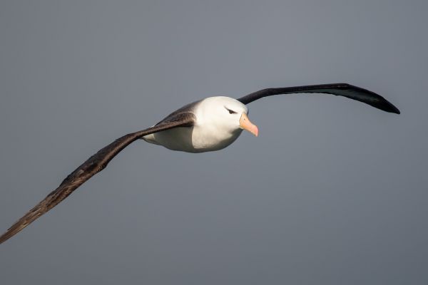 2011-04-03-black-browed-albatross-0487230CB6E-09AA-4914-FE01-99F171D0BD83.jpg