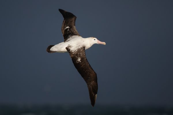 2011-04-03-wandering-albatross-039F75D9822-9380-545C-BC7A-2BC7E4FC4AE3.jpg