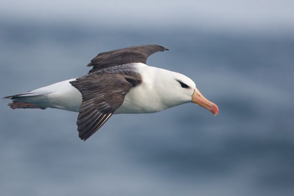 2011-04-06-black-browed-albatross-082666654A1-6EC5-CABF-8AD1-86D62DF192ED.jpg