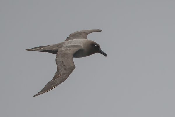 2011-04-06-light-mantled-albatross-028-1AD3C1E89-154F-5C4D-6EC2-DAAB1528F376.jpg