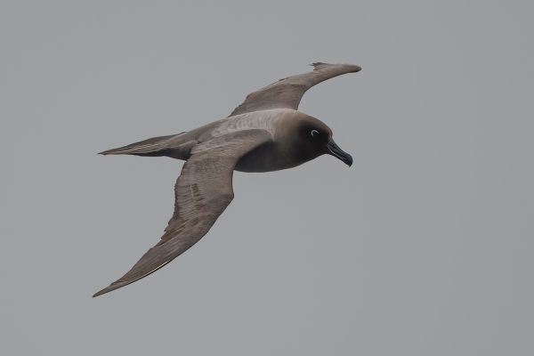 2011-04-06-light-mantled-albatross-048-1C92F9E18-3520-6A92-DBE5-11AE67C6073A.jpg