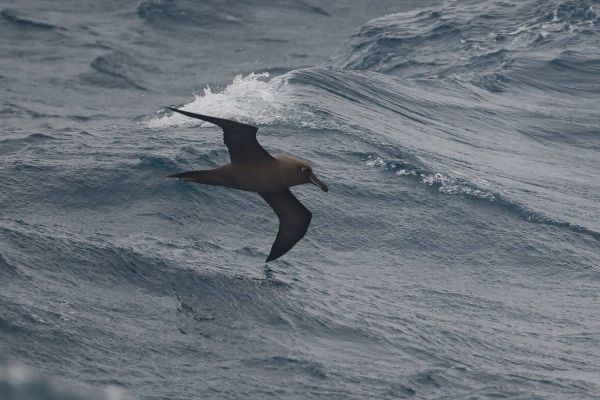 2011-04-06-sooty-albatross-10564169C35-2388-0C08-7CB3-2E9512304F4D.jpg