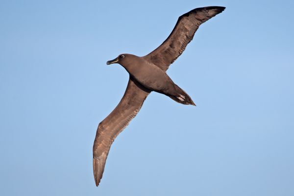 2011-04-07-sooty-albatross-056A5E4BCF9-C3A3-0E4C-C61F-780E32F746DF.jpg