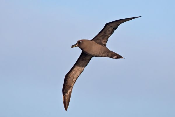 2011-04-07-sooty-albatross-0650915817B-B71A-C653-38ED-655FDCE52764.jpg