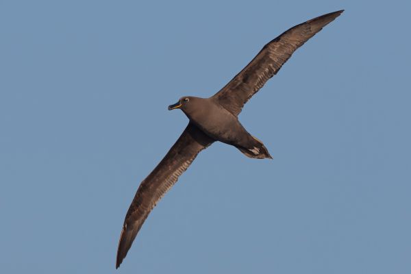 2011-04-07-sooty-albatross-097FADFF6C1-B32D-09EF-7444-FA1E6C4DD44D.jpg