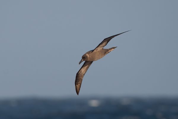 2011-04-07-sooty-albatross-17286459ACC-9893-C579-48F7-B70E0D204709.jpg