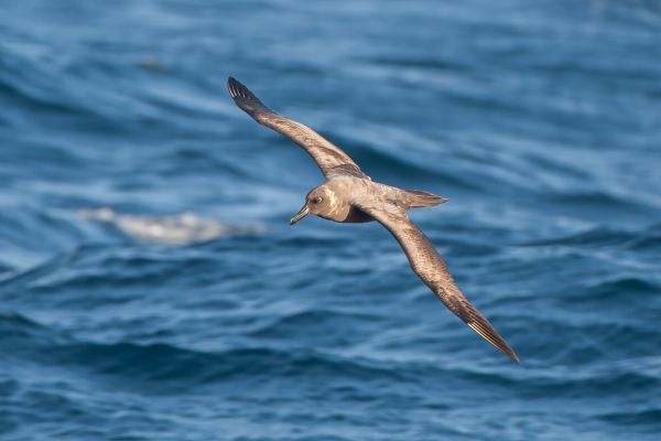 2011-04-07-sooty-albatross-1923F81937F-150E-B19B-09CC-2FE0C71460A9.jpg