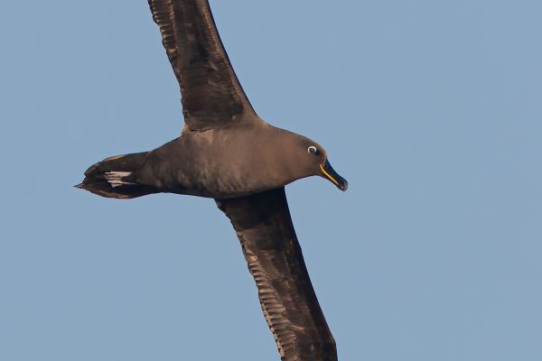 2011-04-07-sooty-albatross-2055F8FAA9B-6401-7062-7BC7-3A263634BB28.jpg