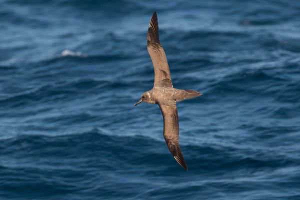 2011-04-07-sooty-albatross-2597987FF23-DC60-CD86-F425-FEEB709A054E.jpg