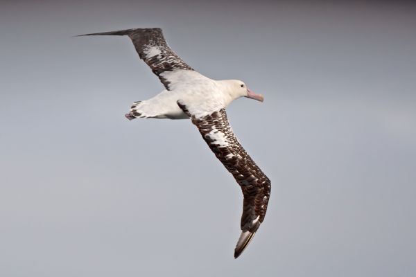 2011-04-09-tristan-albatross-005-1E6CB9B9B-5E42-11B3-4AF4-4F98246EB558.jpg