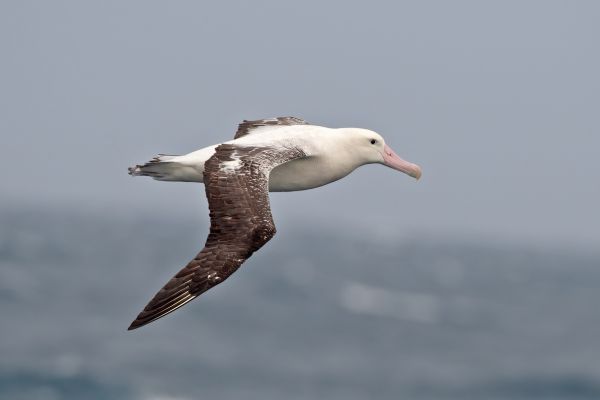 2011-04-09-tristan-albatross-008-1EA1D10C8-1744-8A9C-28CC-697350AA9DDF.jpg
