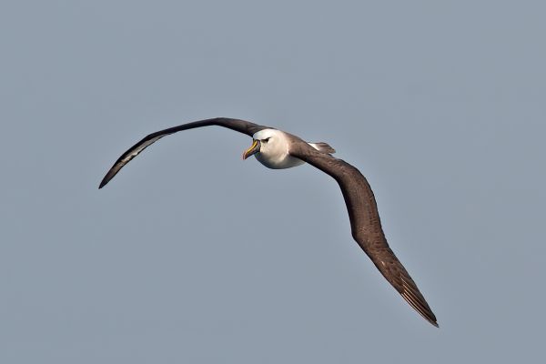 2011-04-10-atlantic-yellow-nosed-albatross-0330243C1C9-1554-251F-02DF-12F6E3EF53AB.jpg