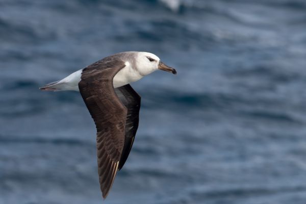 2011-04-10-black-browed-albatross-01307E17B69-D280-984A-BB3B-1413DCF45BAA.jpg