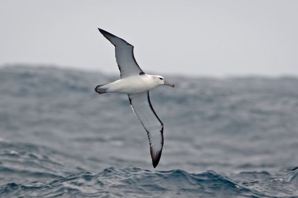 2011-04-10-salvin-s-albatross-002A2A5EB66-6E78-9EA4-34D9-4ED6D16C1453.jpg