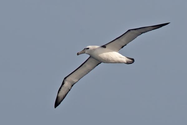 2011-04-10-salvin-s-albatross-046FBFDCB08-FE7F-3FA5-36CB-230A7476645B.jpg
