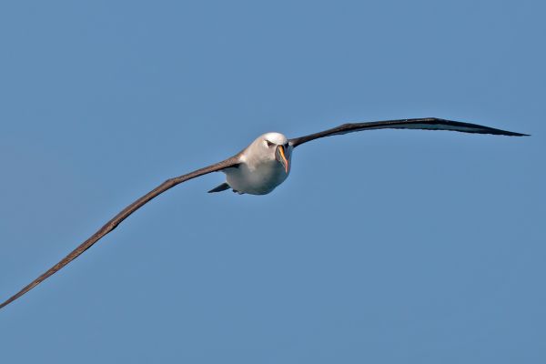2011-04-11-atlantic-yellow-nosed-albatross-021905E6B3B-3BC9-07DC-A53C-4EDE5DEA0536.jpg