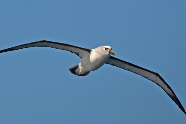 2011-04-11-atlantic-yellow-nosed-albatross-0379D73D807-7416-D2E0-8A8C-4D0EE6C24F86.jpg