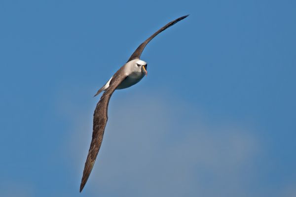 2011-04-11-atlantic-yellow-nosed-albatross-044038D2BF4-C0C3-3D7E-8F26-346A82F49164.jpg