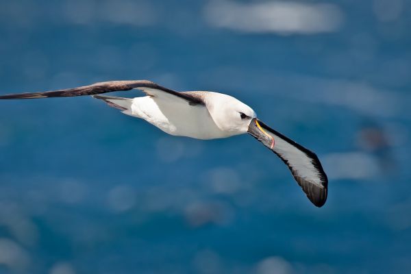 2011-04-11-atlantic-yellow-nosed-albatross-0684AB4E5DE-7D85-11FD-20BC-4BFF466FC15A.jpg