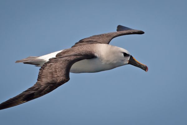 2011-04-11-atlantic-yellow-nosed-albatross-075D4BF5FCB-2C31-7BA0-3630-E89D6B005028.jpg