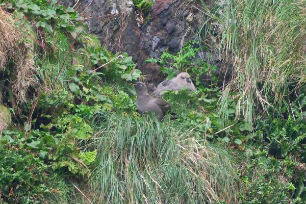 2011-04-11-sooty-albatross-007918444E0-8A9D-3892-FD75-3E79EBB83756.jpg