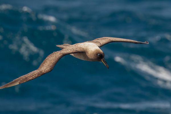 2011-04-11-sooty-albatross-016D585C790-CE01-AB47-04F2-56556425C660.jpg