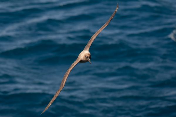 2011-04-11-sooty-albatross-022DFC28D58-C62E-C691-DDD1-F426788D3DBB.jpg