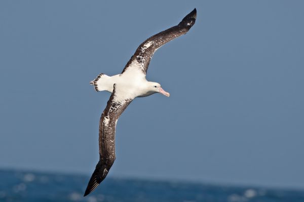2011-04-11-tristan-albatross-001E9D516FB-B98E-95FB-5D55-C32C0B43CEA2.jpg