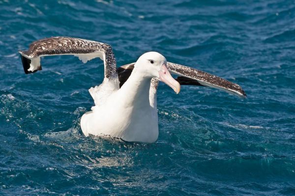 2011-04-11-tristan-albatross-014830D77D7-D5AC-FE4F-6ED9-BF2C2F0996F3.jpg