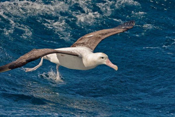 2011-04-11-tristan-albatross-018FAF1D02F-0216-65BA-F70D-A89791E07374.jpg