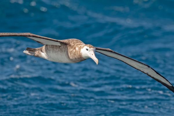 2011-04-11-tristan-albatross-02430E30DD2-A6C7-847B-0D2D-8EBC599632F2.jpg