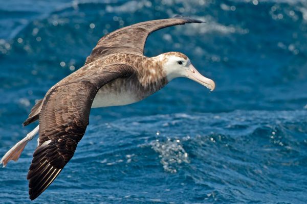 2011-04-11-tristan-albatross-028866A9EA2-34BE-FA0B-208D-F215F7EF8684.jpg