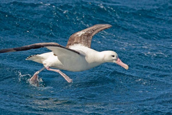 2011-04-11-tristan-albatross-050C567CAEF-9E6A-3708-F144-55BF737B255F.jpg