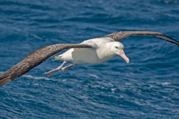 2011-04-11-tristan-albatross-0891CABA07F-125F-57CC-C5BC-B421F677FCAC.jpg