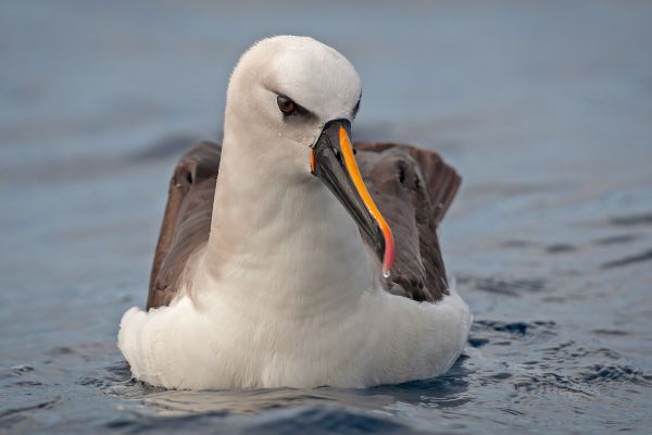 2011-04-14-atlantic-yellow-nosed-albatross-06046B8F2D8-C584-F4D5-5788-96433FAA3376.jpg