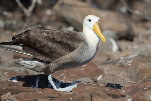 2016-12-10-waved-albatross-0069B101C37C-2B6B-308B-7D39-F3AAD968E0F3.jpg