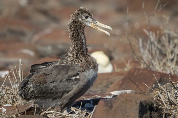 2016-12-10-waved-albatross-027920131E97-2734-0B82-3A58-4AD078469F12.jpg