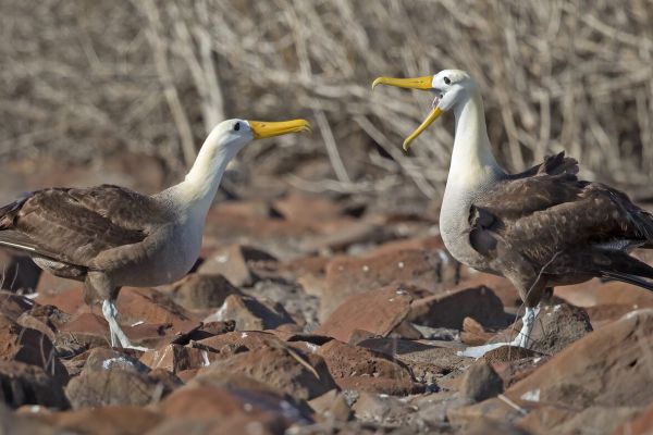 2016-12-10-waved-albatross-09852F53F58F-3B9E-1D17-FC65-E933004C2BC3.jpg