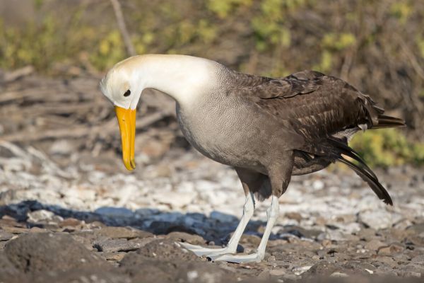2016-12-10-waved-albatross-1619C5695A0D-718F-A6A8-A6C0-6BC265700AE8.jpg