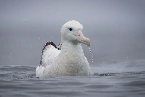 2019-03-04-antipodean-albatross-0002F6567EE9-B8B4-7BE5-C29E-AAF0BE6B1671.jpg