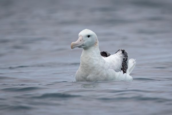 2019-03-04-antipodean-albatross-00066DC8F388-D44A-E1ED-9CEF-EEAADD5DE7A5.jpg