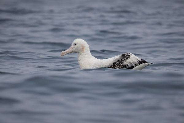 2019-03-04-antipodean-albatross-0008E2BEE925-2C6E-DABF-CECD-923CE102A823.jpg