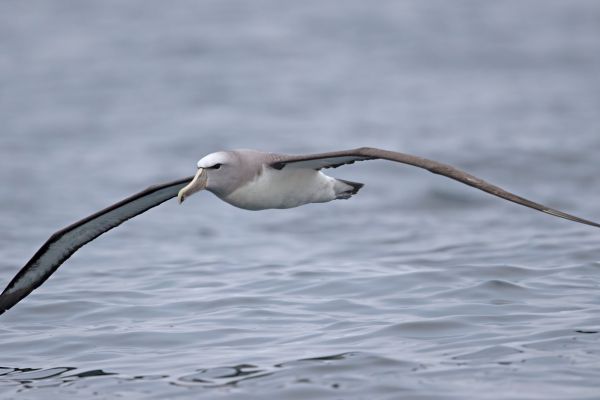 2019-03-04-salvin-s-albatross-00032D453084-78BD-A15F-80AF-67D9BF4EA2F3.jpg