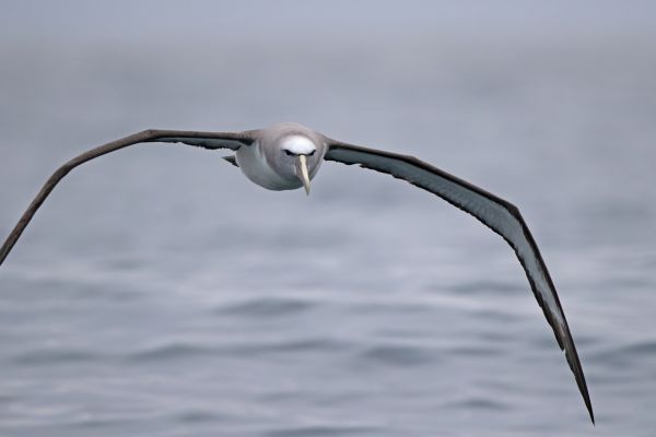 2019-03-04-salvin-s-albatross-001226177548-281D-72E5-0DAC-3C0D5B278DE0.jpg