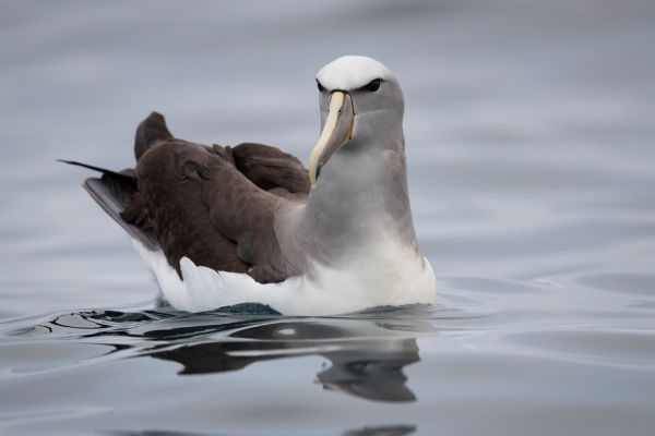 2019-03-04-salvin-s-albatross-00338EC2E0F3-247B-87ED-78FD-A3681DECDFC3.jpg