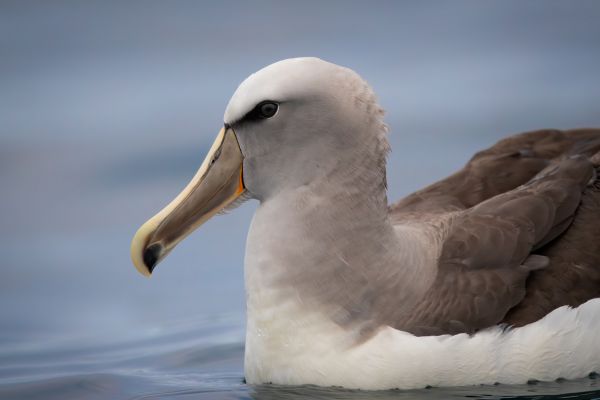 2019-03-04-salvin-s-albatross-0044-bewerkt3C313E90-4332-026D-EF7D-3BA0CBBE537C.jpg